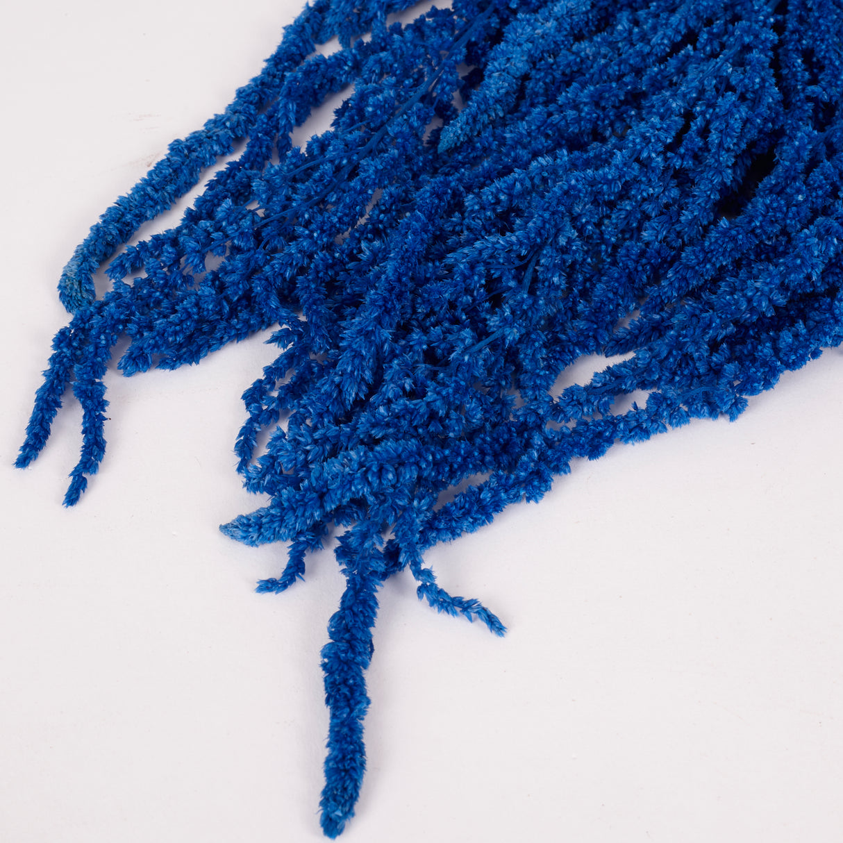 Amaranthus trailing, Preserved, Blue, 150g bunch