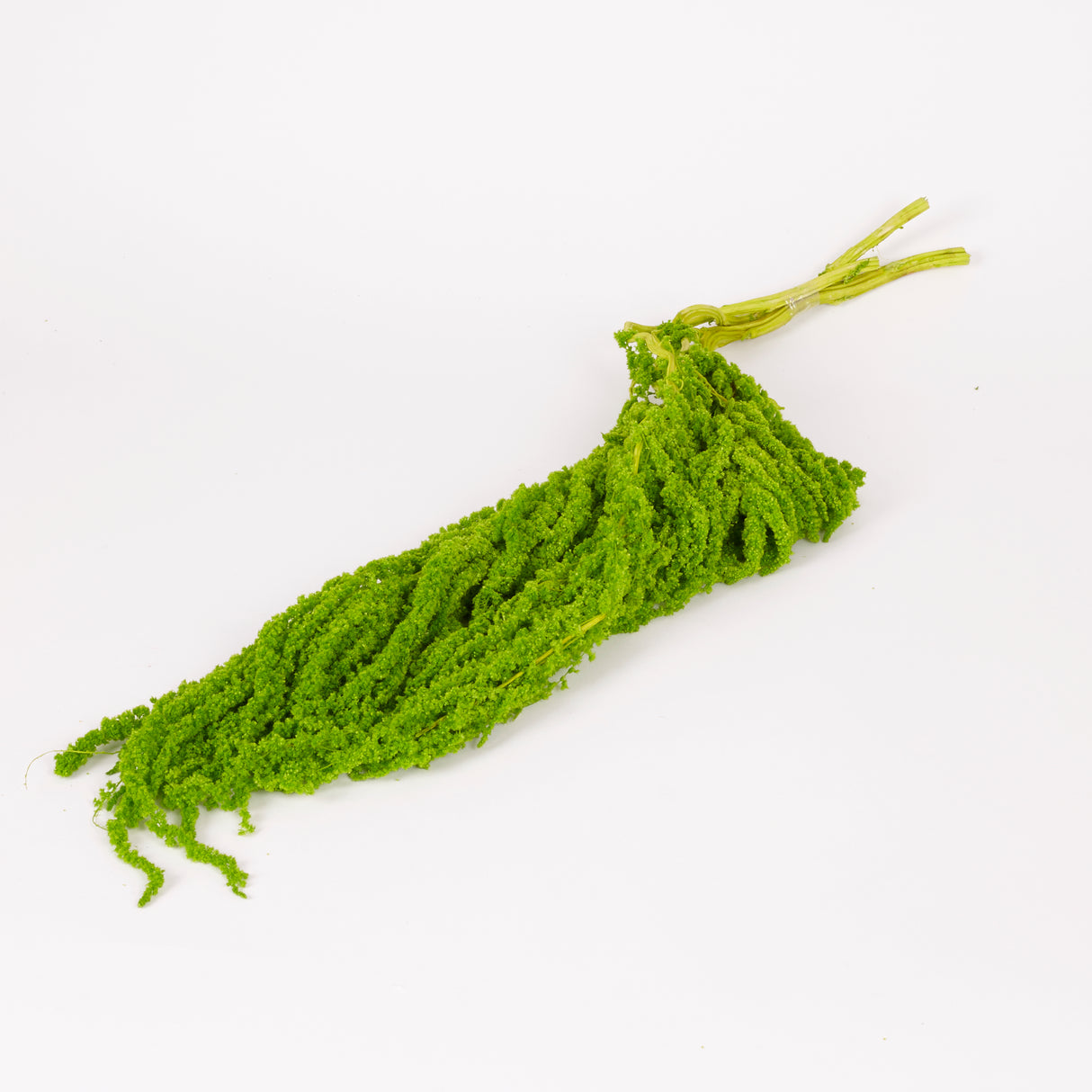 Amaranthus trailing, Preserved, Apple Green, 150g bunch