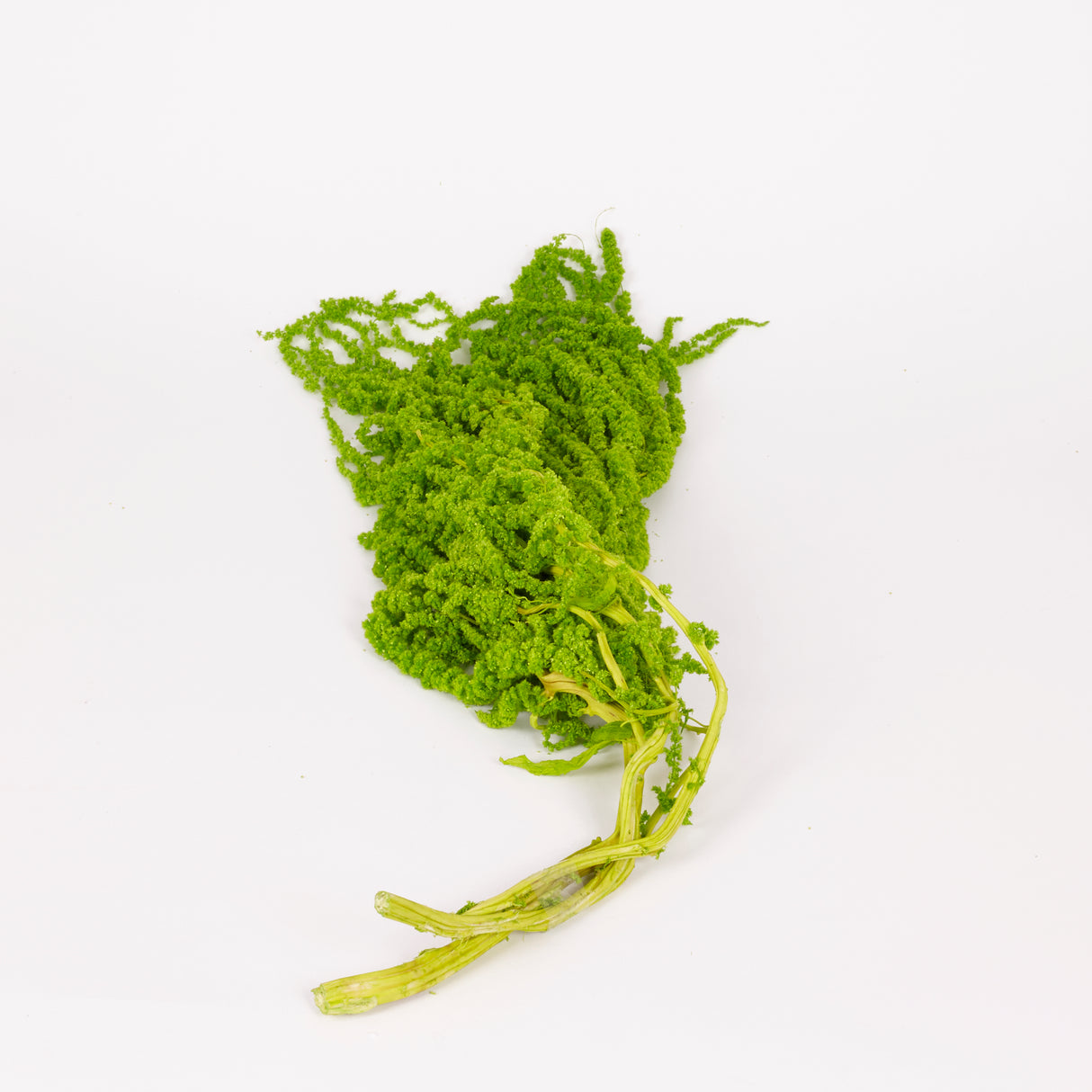 Amaranthus trailing, Preserved, Apple Green, 150g bunch