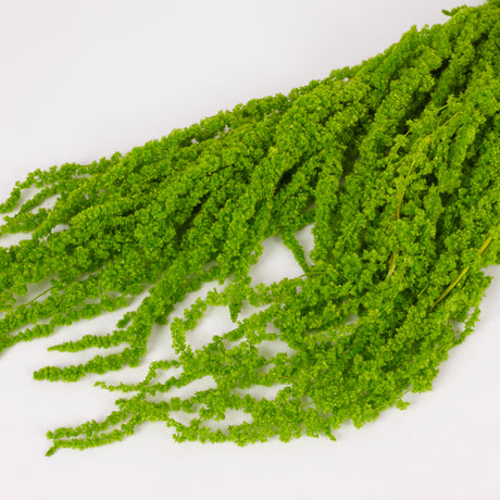 Amaranthus trailing, Preserved, Apple Green, 150g bunch