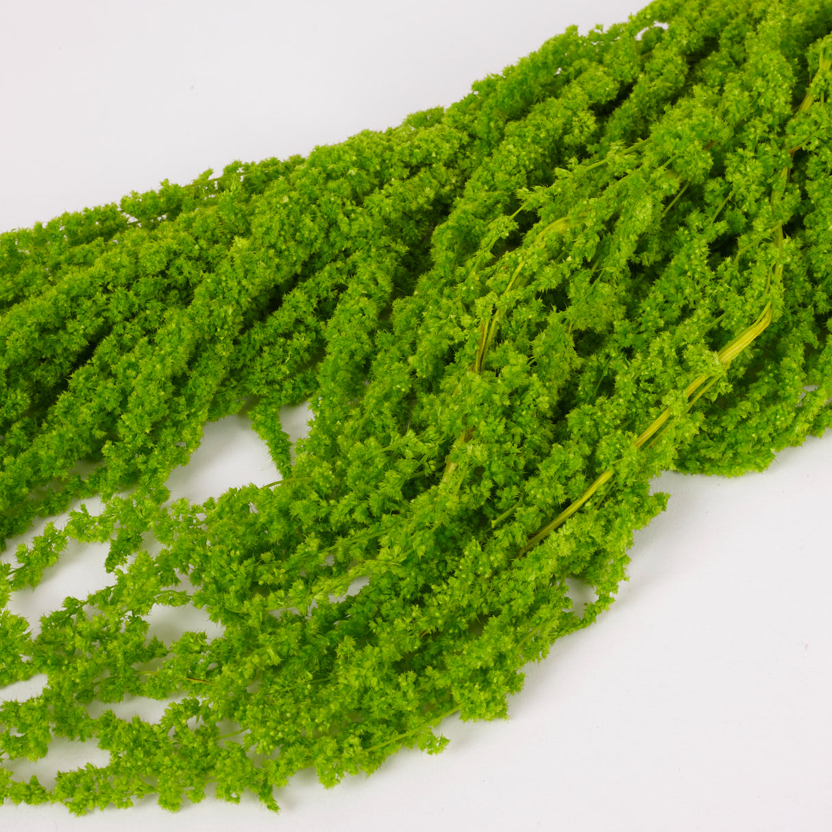 Amaranthus trailing, Preserved, Apple Green, 150g bunch