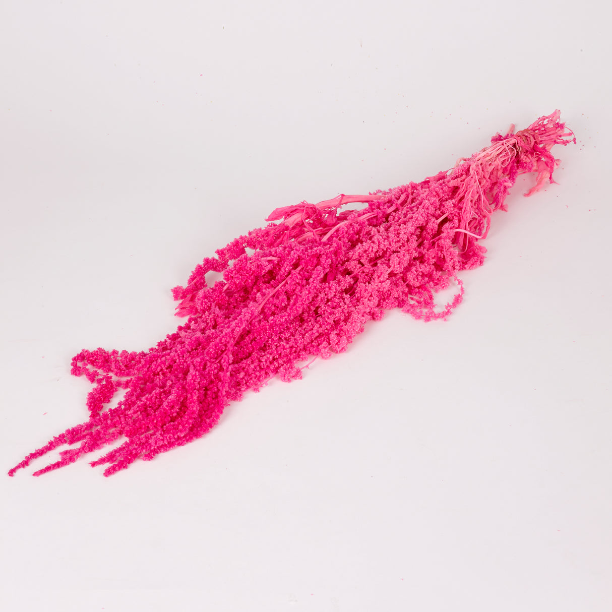 Amaranthus trailing, Preserved, Hot Pink, 150g bunch