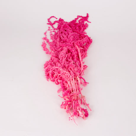 Amaranthus trailing, Preserved, Hot Pink, 150g bunch