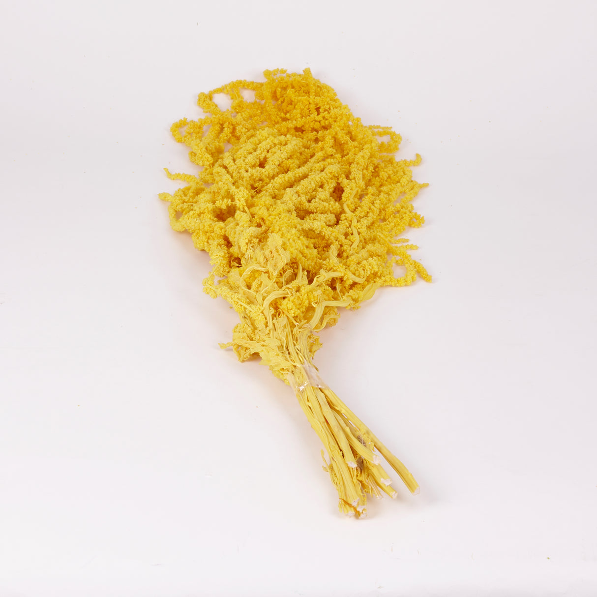 Amaranthus trailing, Preserved, Yellow, 150g bunch