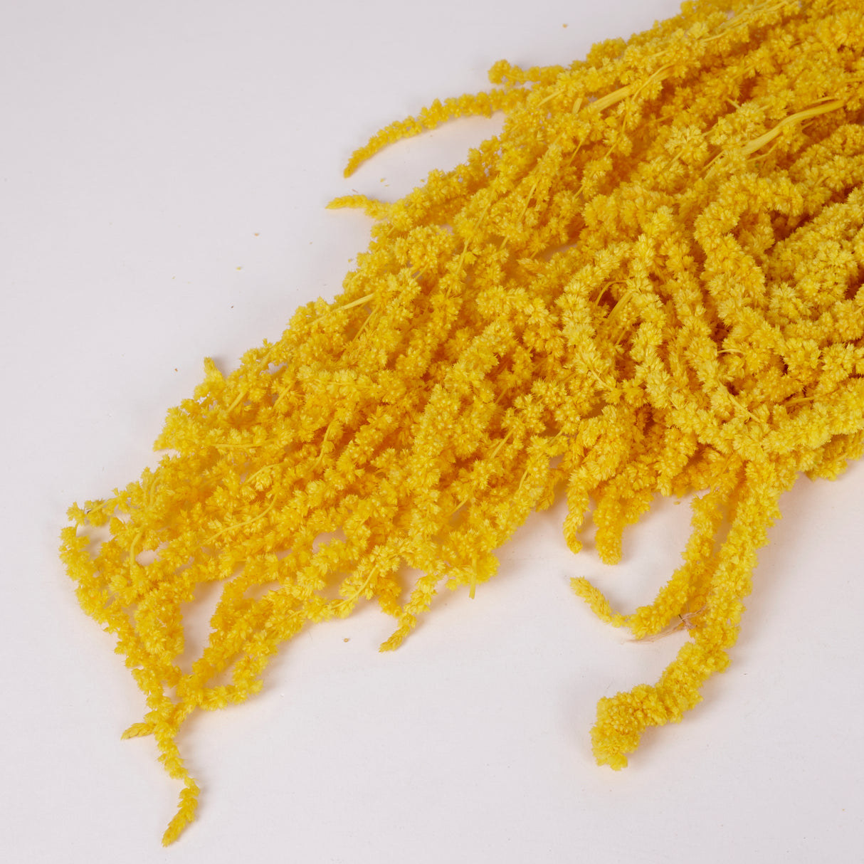 Amaranthus trailing, Preserved, Yellow, 150g bunch