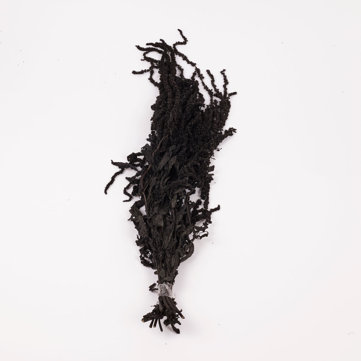 Amaranthus trailing, Preserved, Black, 150g bunch