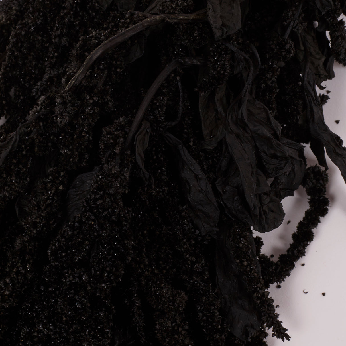 Amaranthus trailing, Preserved, Black, 150g bunch