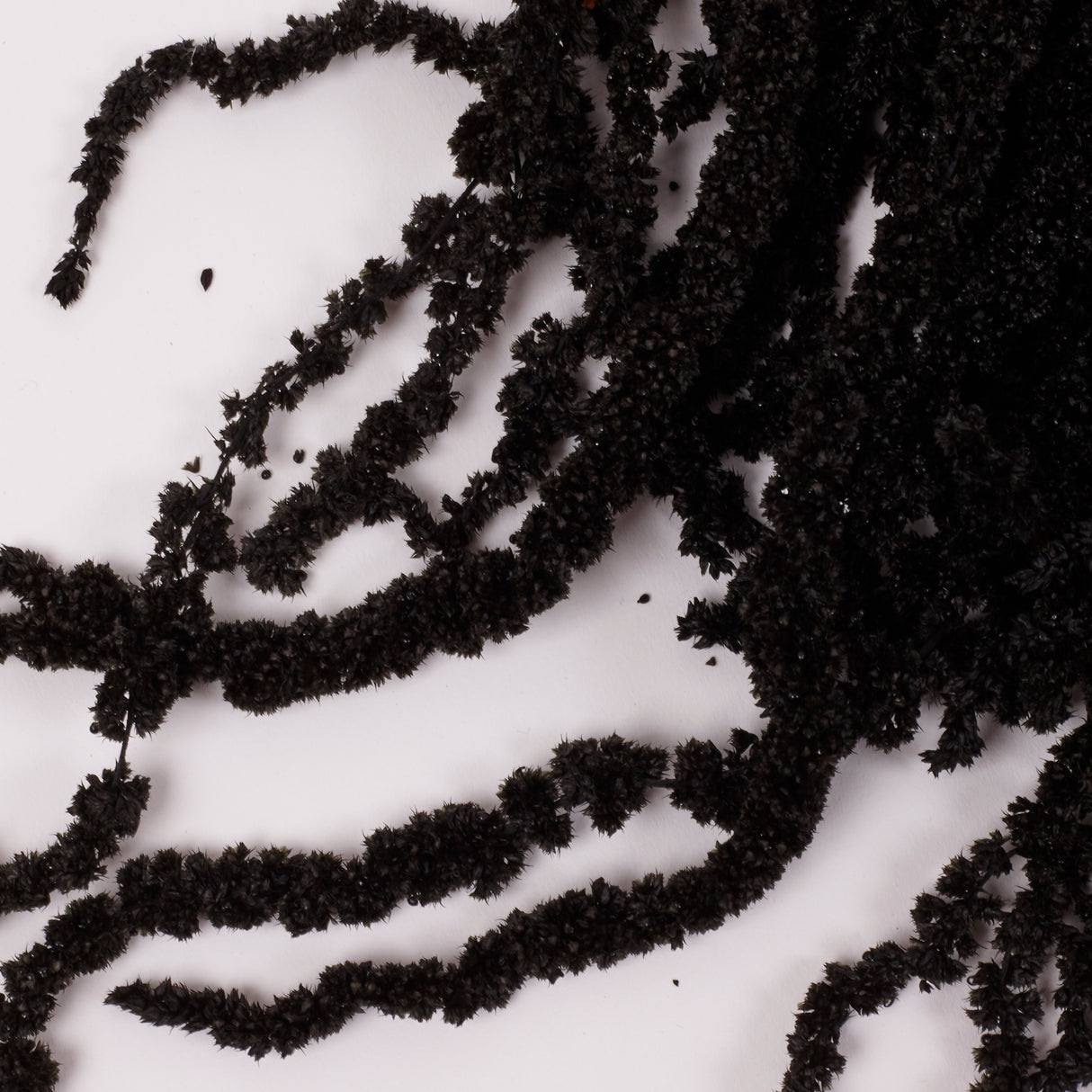 Amaranthus trailing, Preserved, Black, 150g bunch