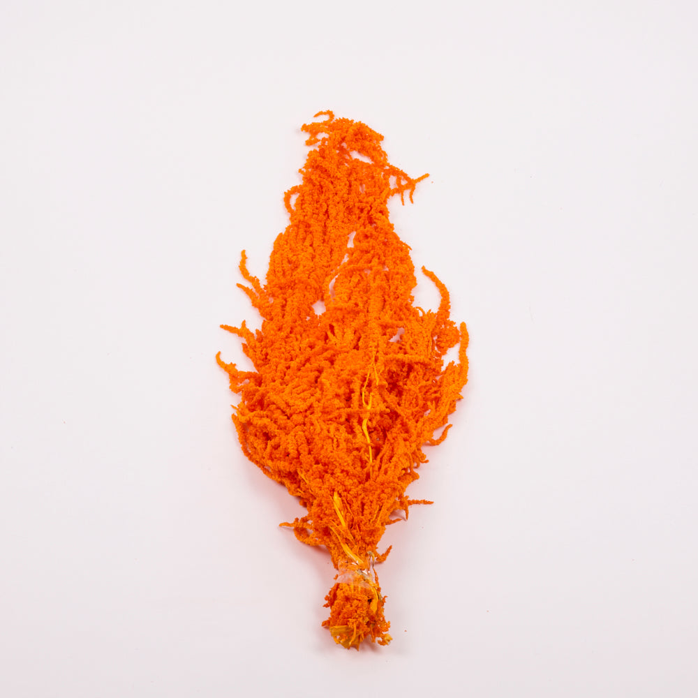 Amaranthus trailing, Preserved, Apricot / Orange, 150g bunch