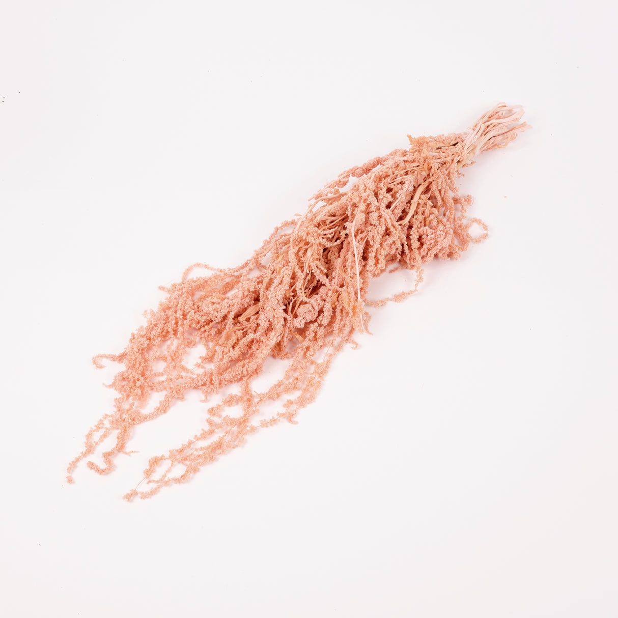 Amaranthus trailing, Preserved, Powder Pink, 150g bunch