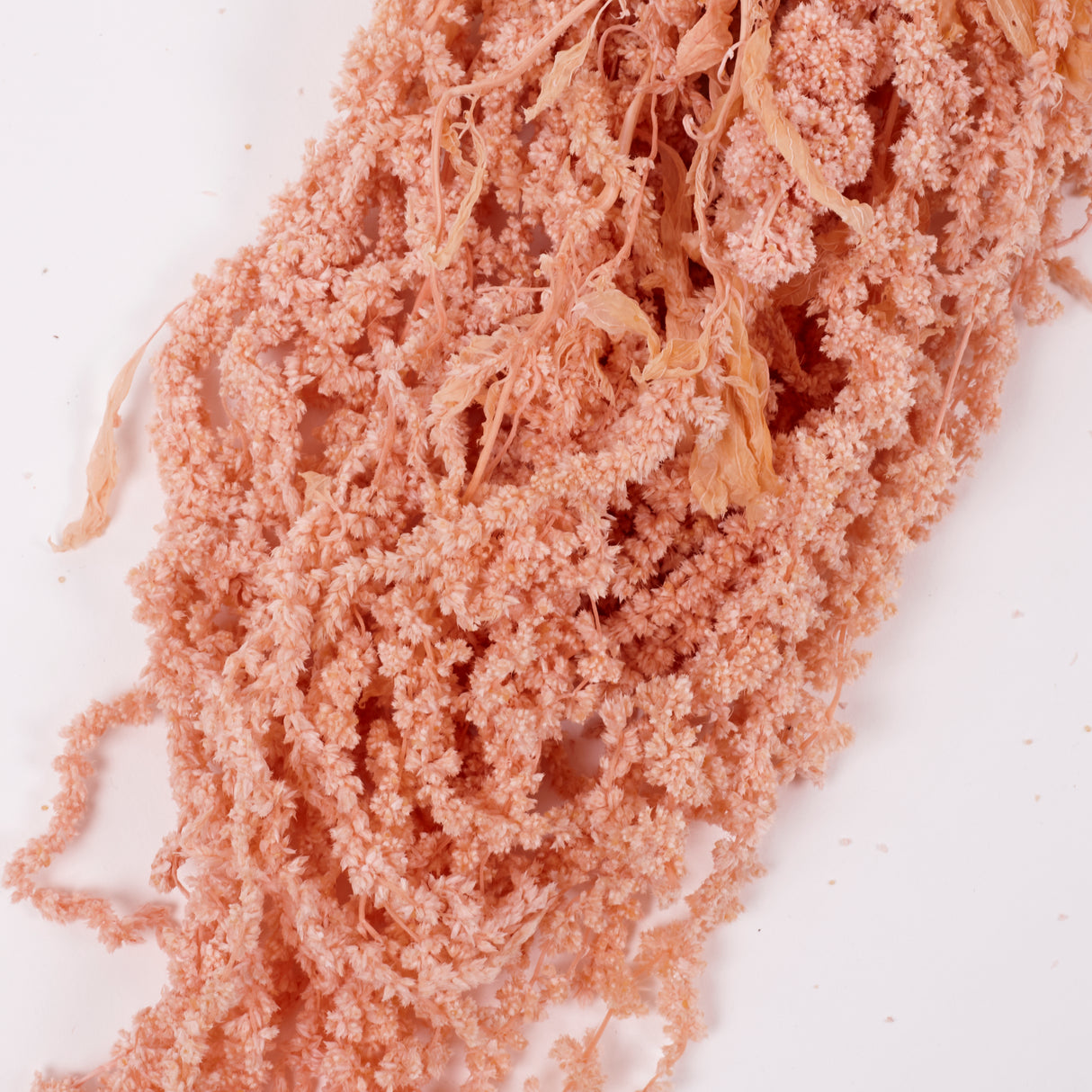 Amaranthus trailing, Preserved, Powder Pink, 150g bunch