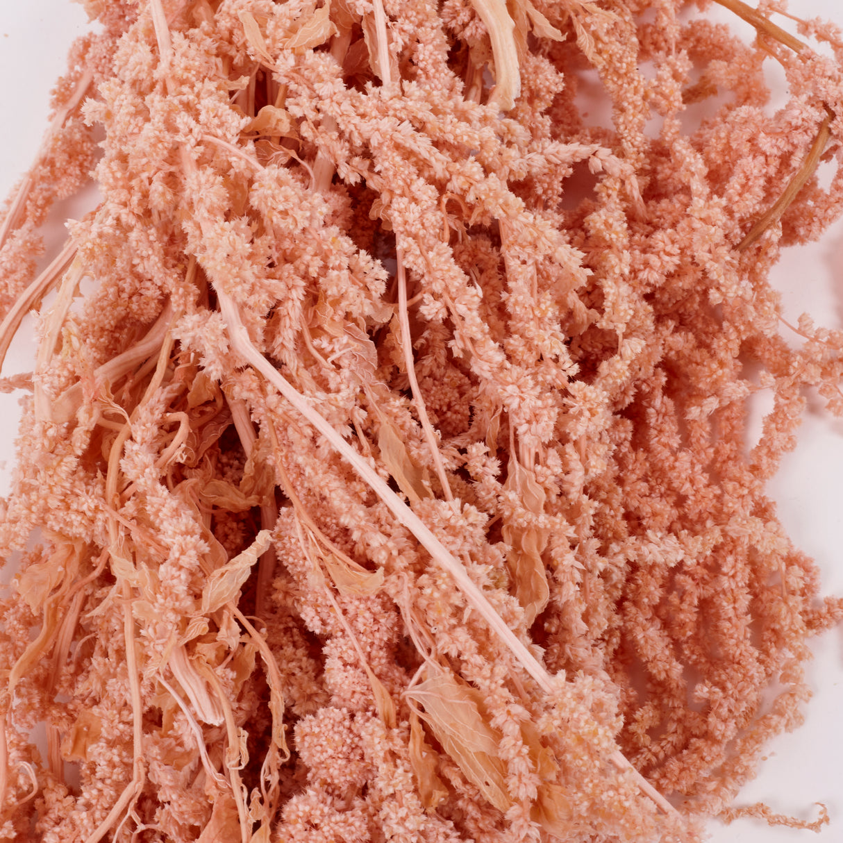 Amaranthus trailing, Preserved, Powder Pink, 150g bunch