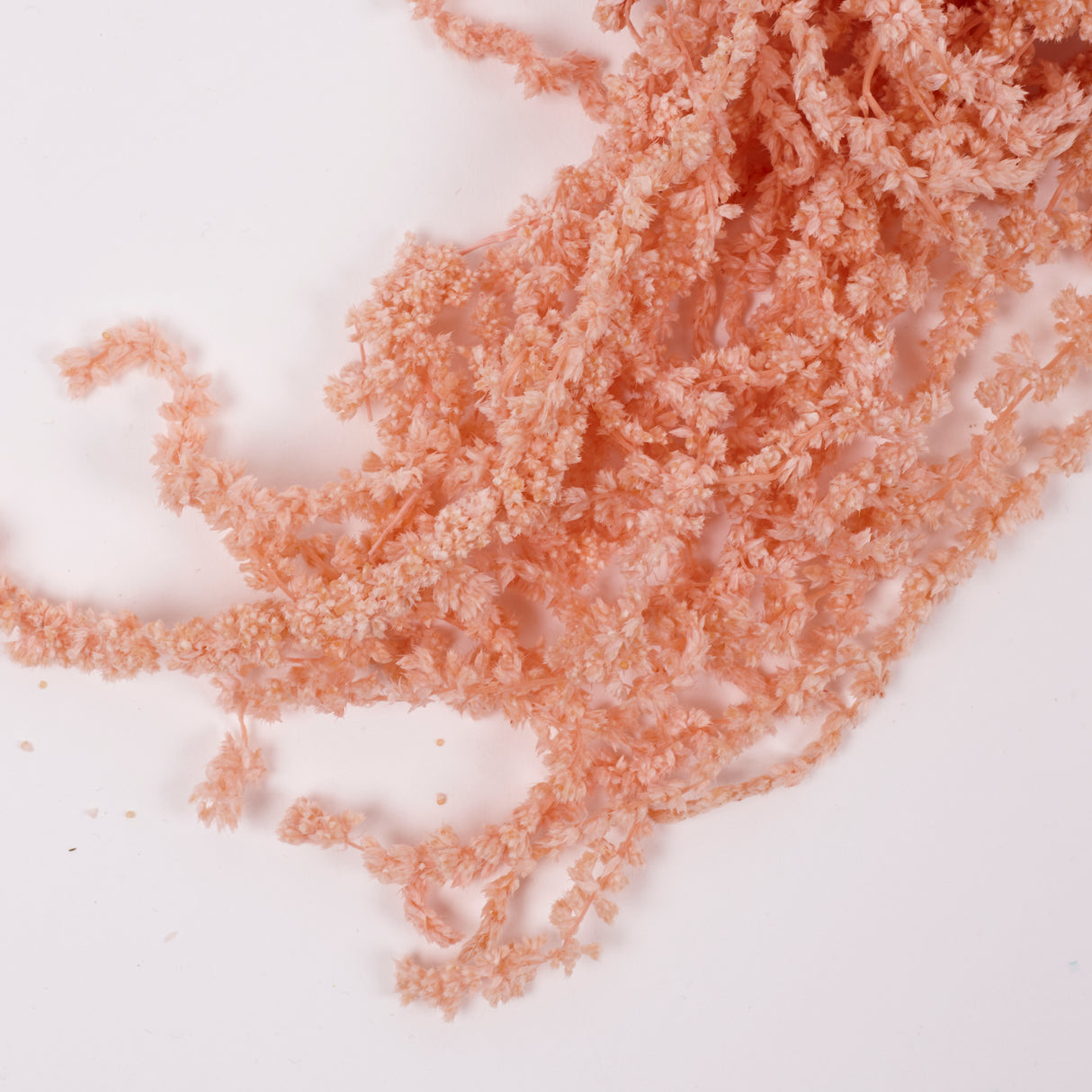 Amaranthus trailing, Preserved, Powder Pink, 150g bunch