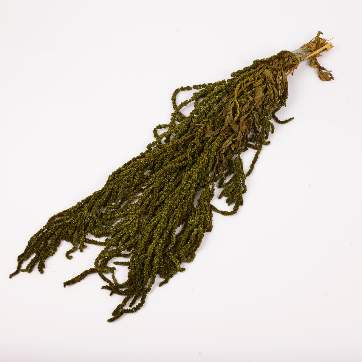 Amaranthus trailing, Preserved, Olive, 150g bunch