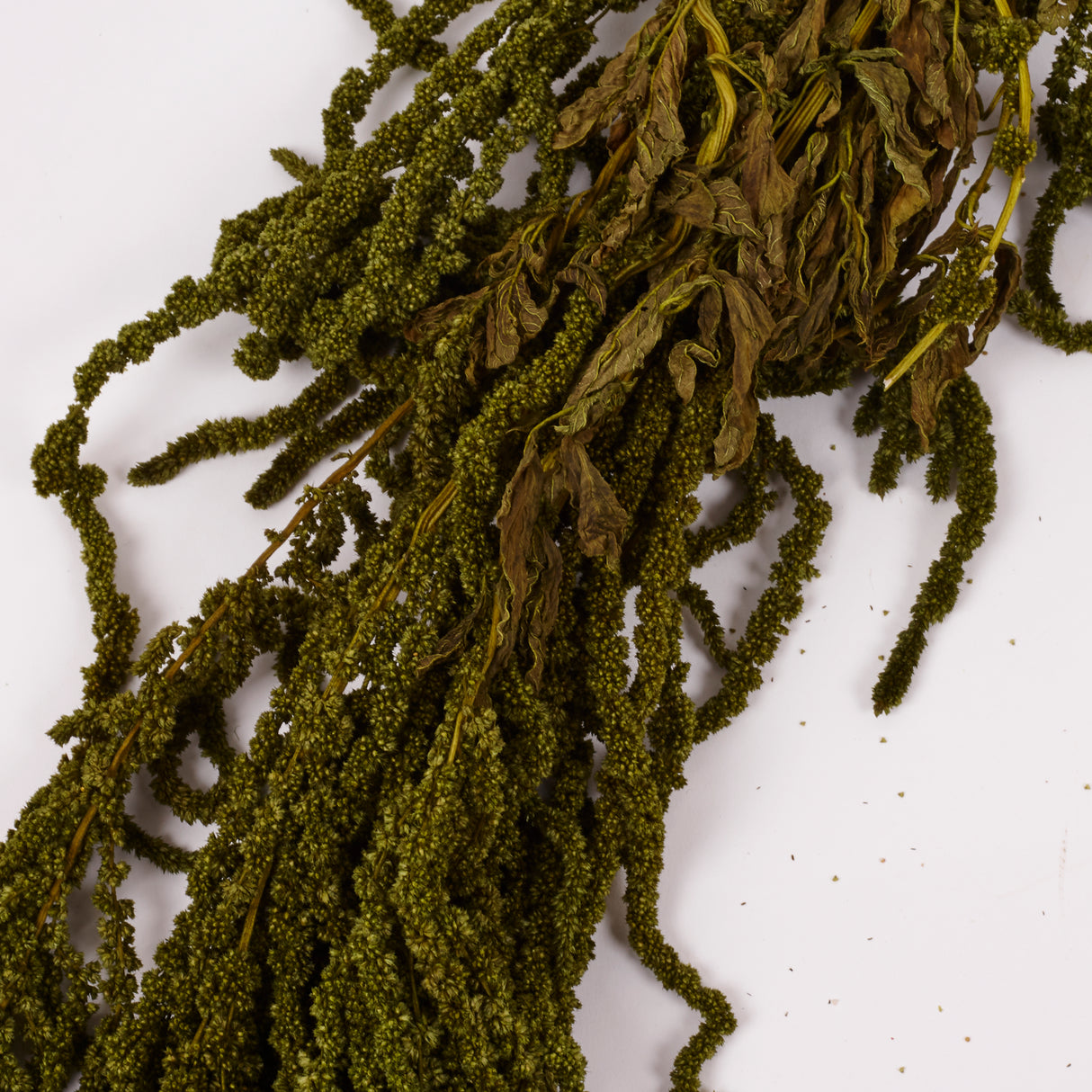Amaranthus trailing, Preserved, Olive, 150g bunch