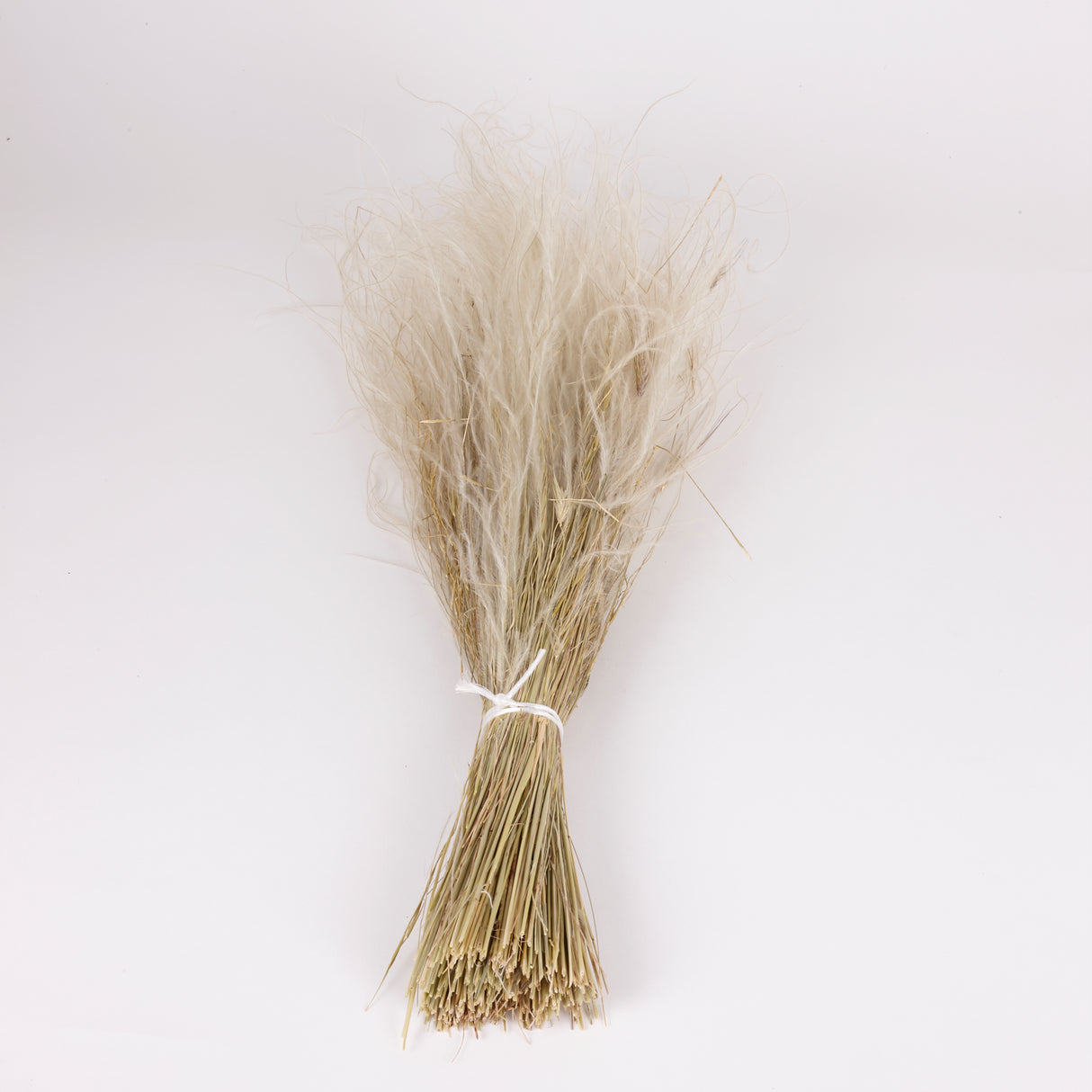 Stipa pennata Grass, Dried, Natural White, 100g