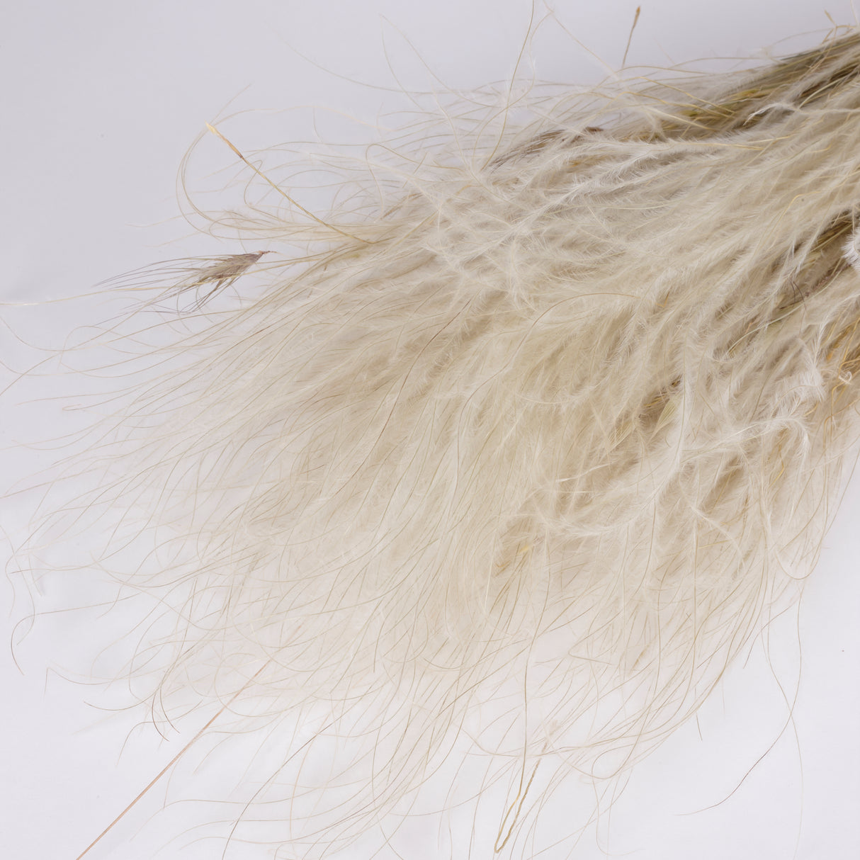 Stipa pennata Grass, Dried, Natural White, 100g