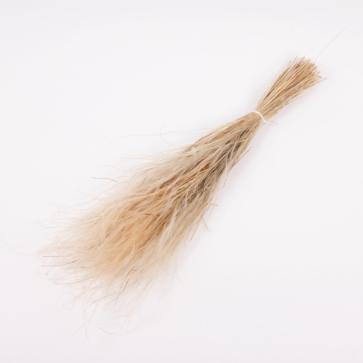 Stipa pennata Grass, Dried, Natural White, 50g