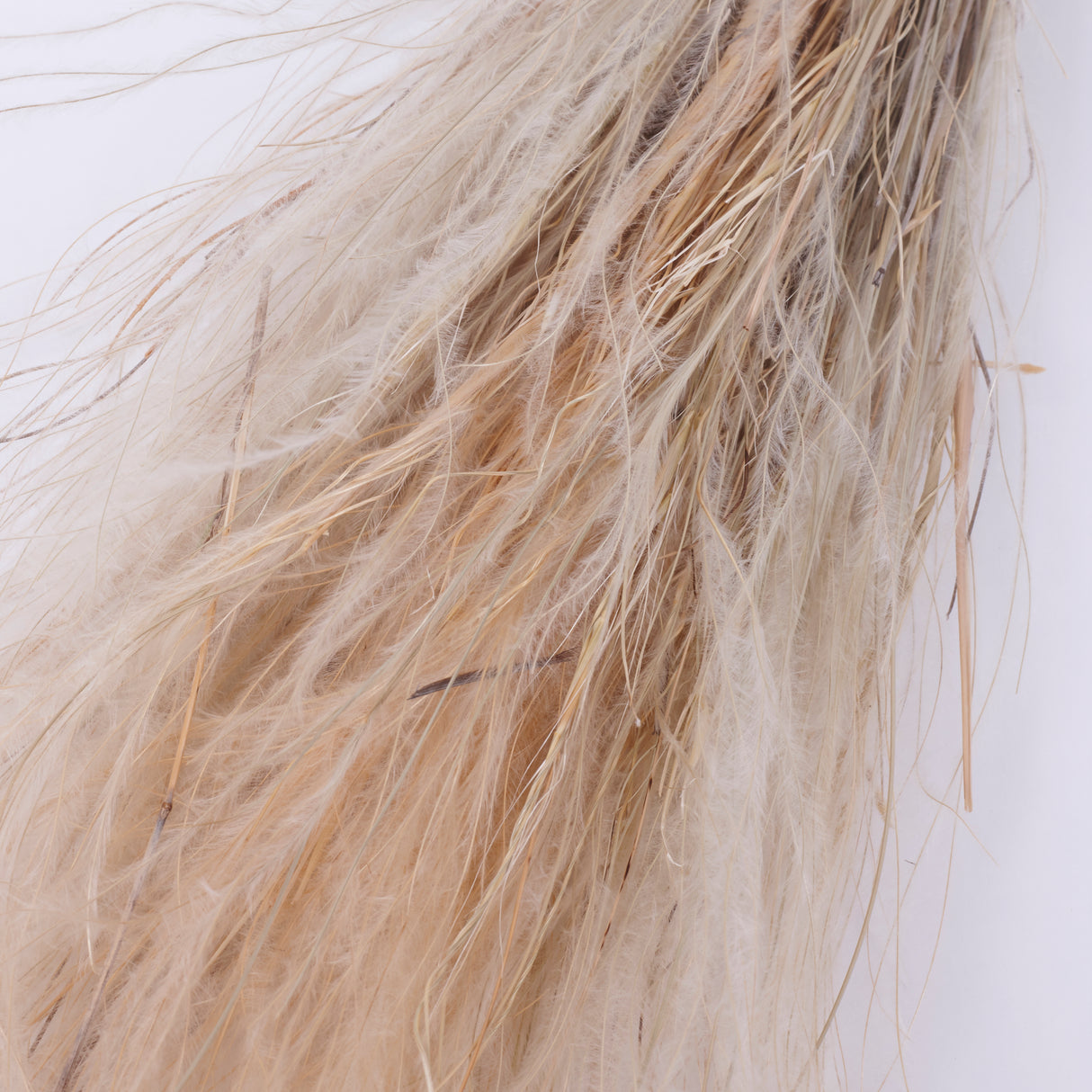 Stipa pennata Grass, Dried, Natural White, 50g