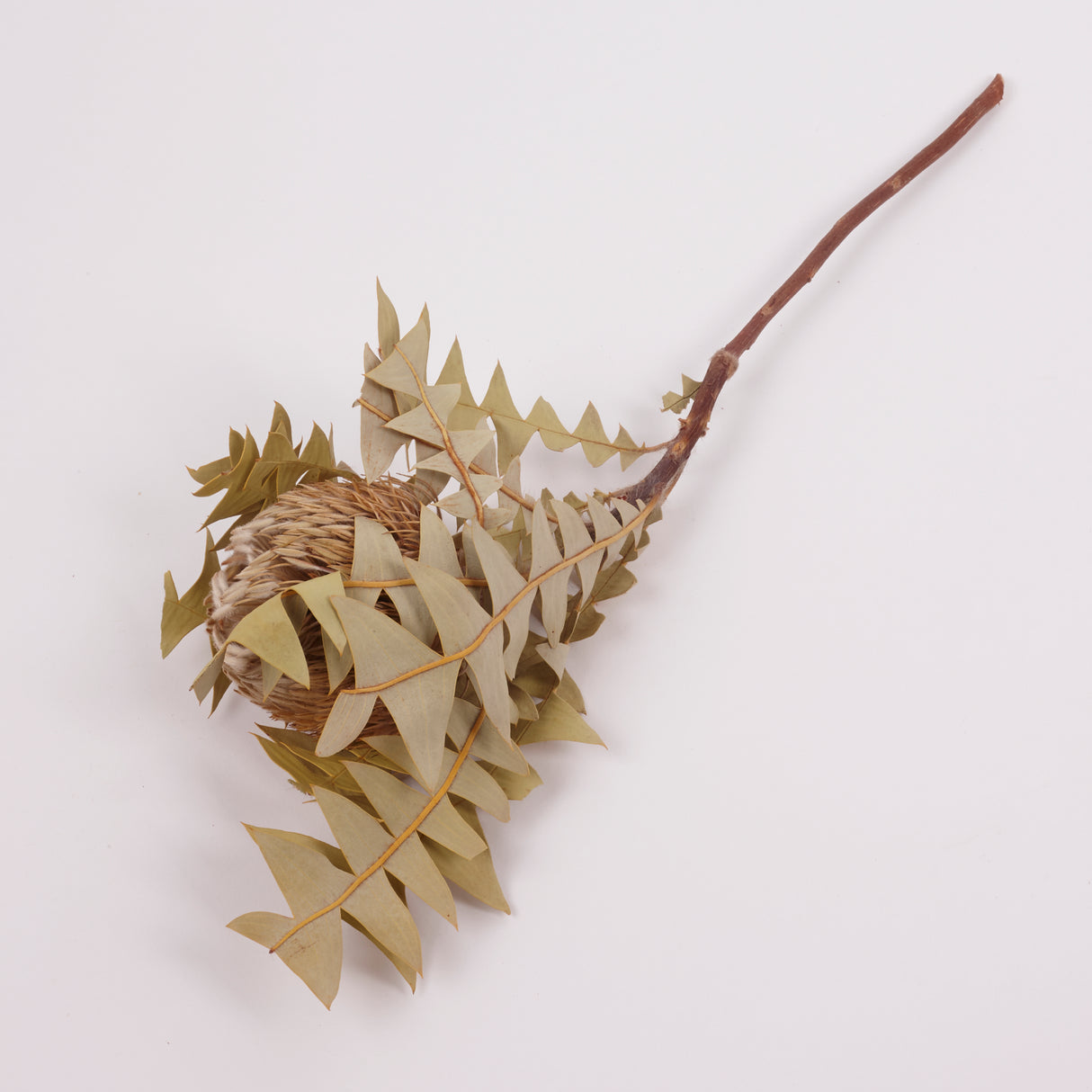 Banksia Baxterii, Extra, Natural, Single Stem