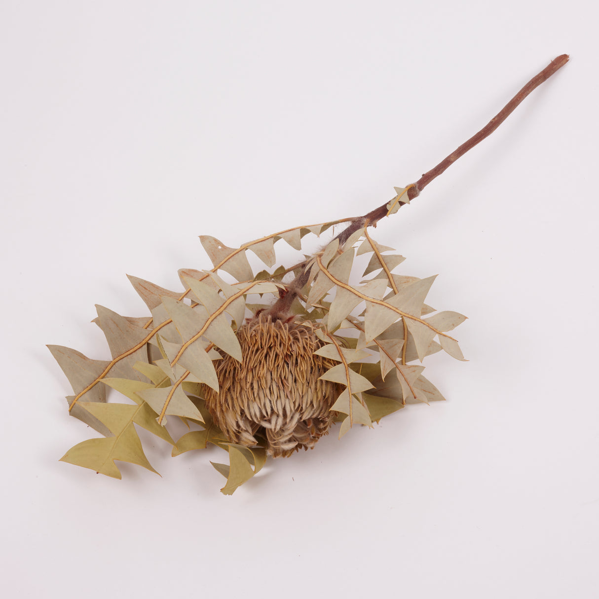 Banksia Baxterii, Extra, Natural, Single Stem