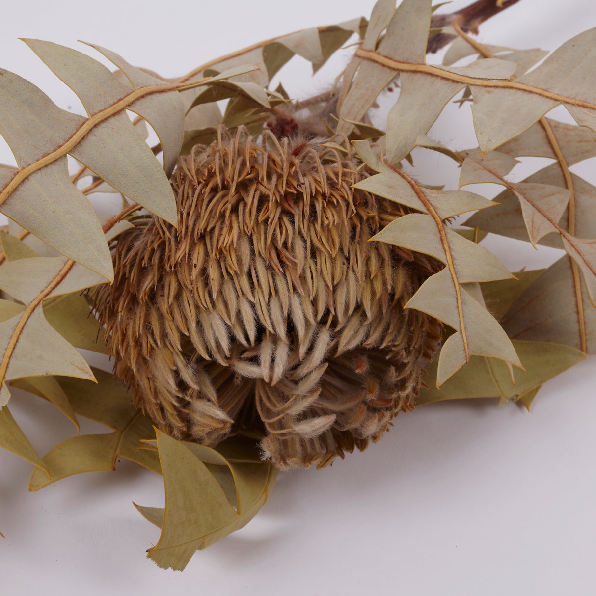 Banksia Baxterii, Extra, Natural, Single Stem