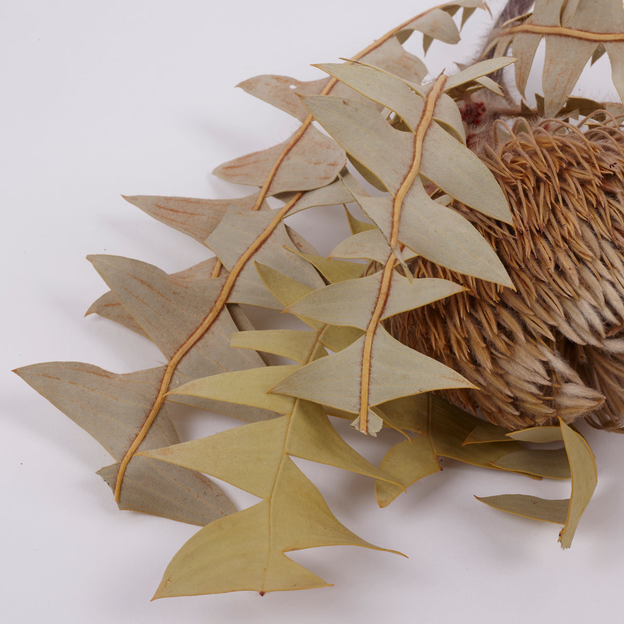 Banksia Baxterii, Extra, Natural, Single Stem