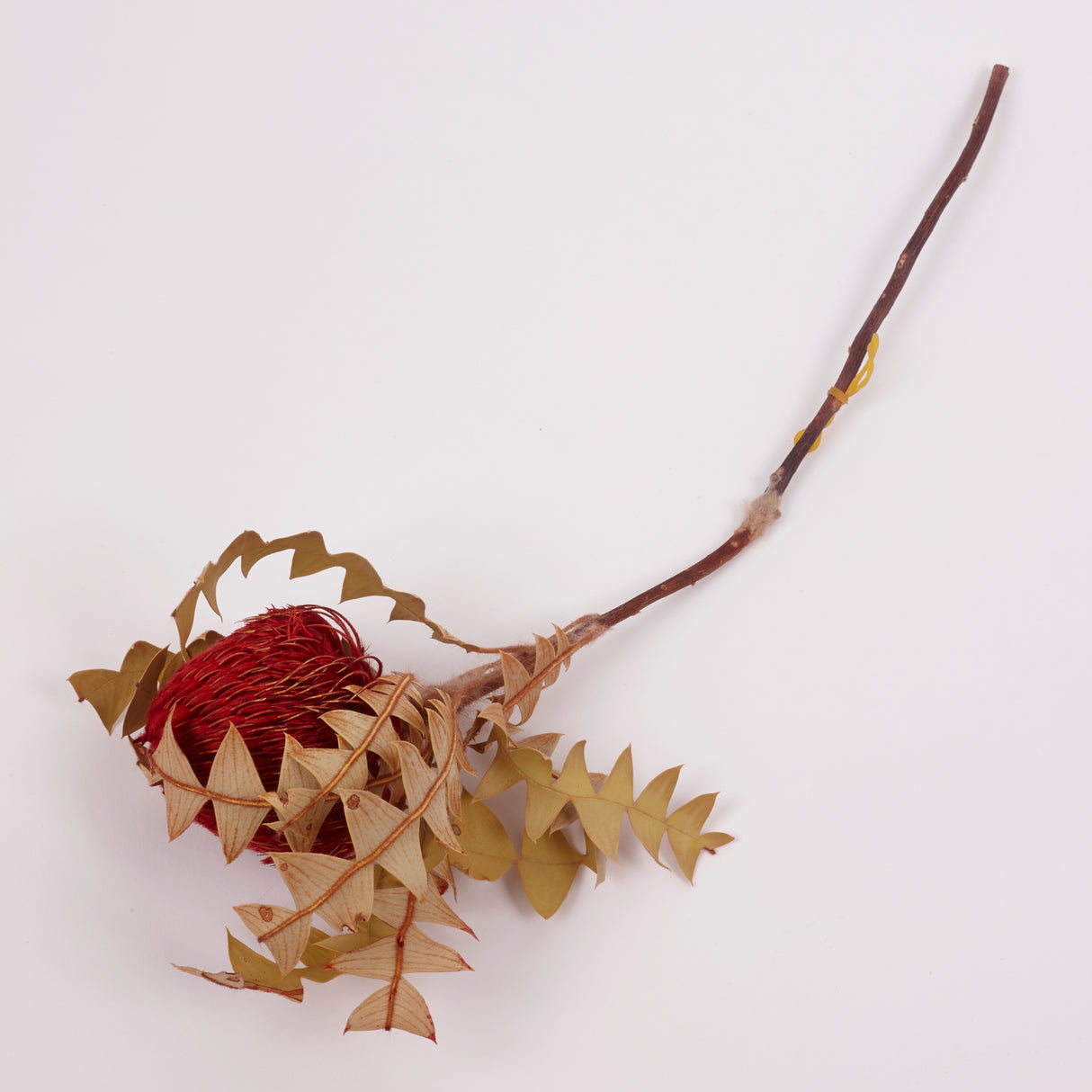Banksia Baxterii, Extra, Red, Single Stem
