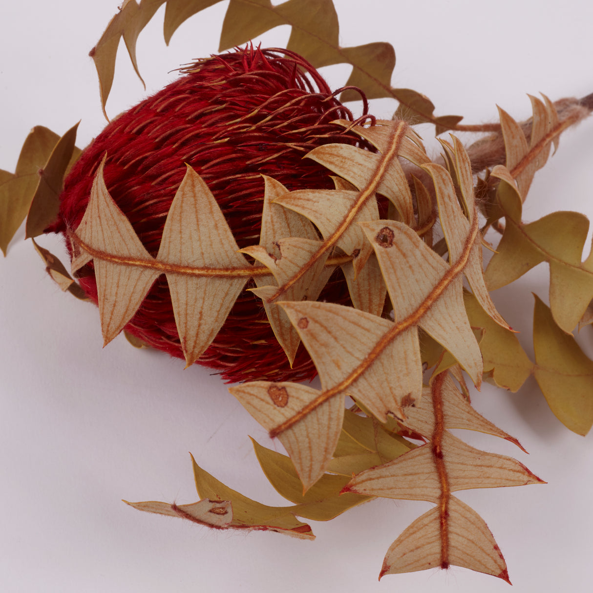 Banksia Baxterii, Extra, Red, Single Stem