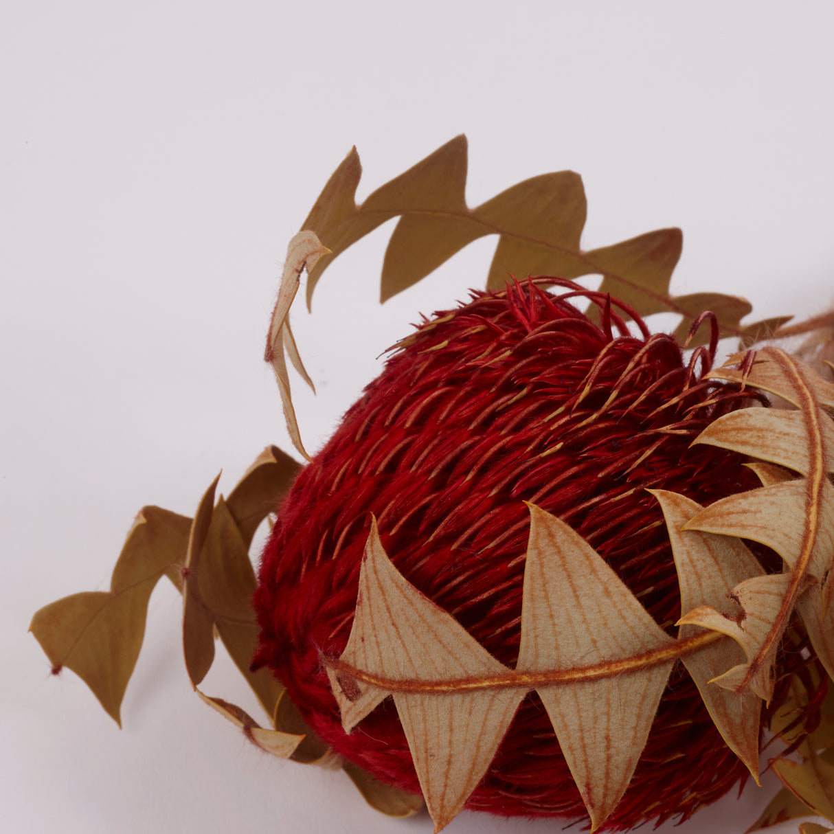 Banksia Baxterii, Extra, Red, Single Stem