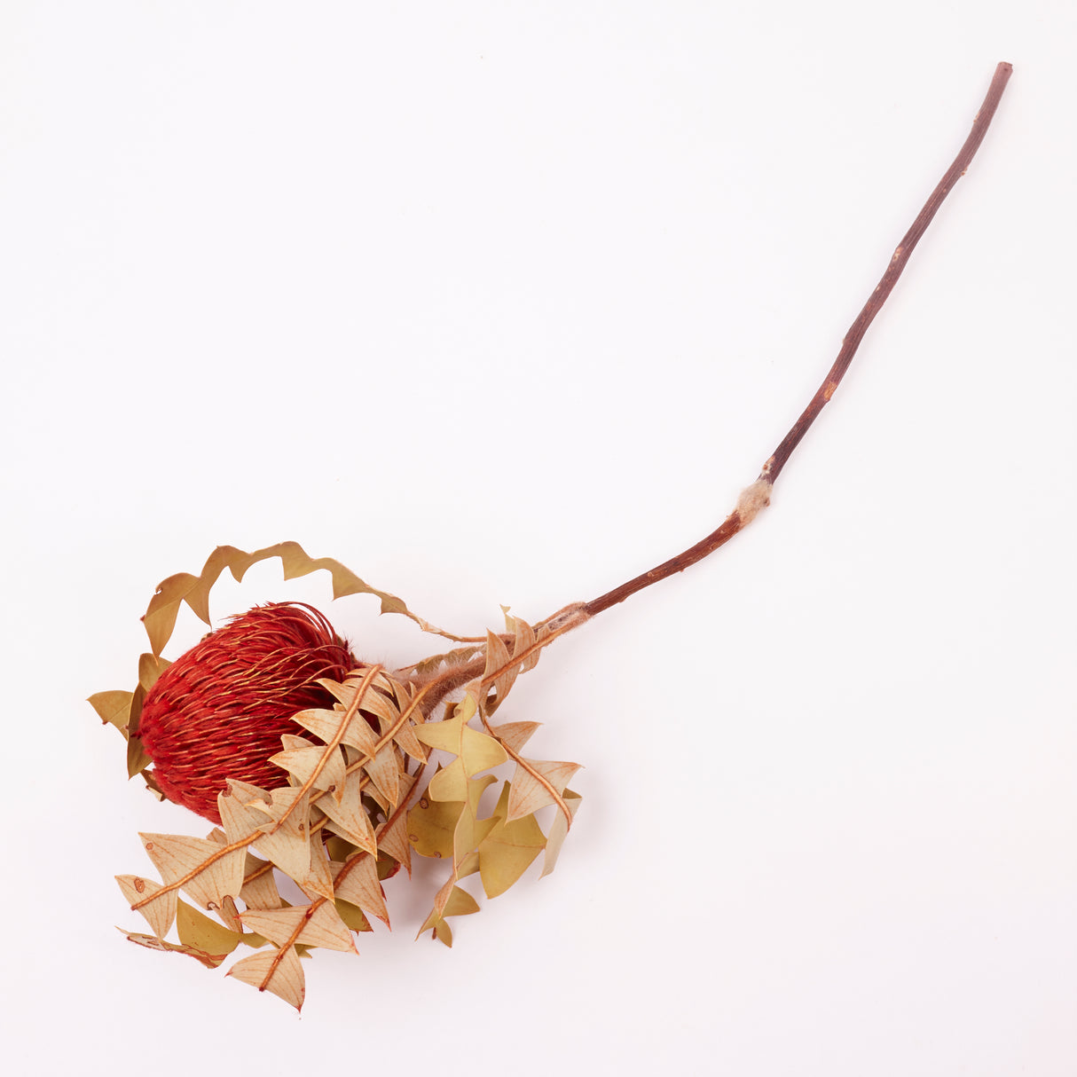 Banksia Baxterii, Extra, Red, Single Stem