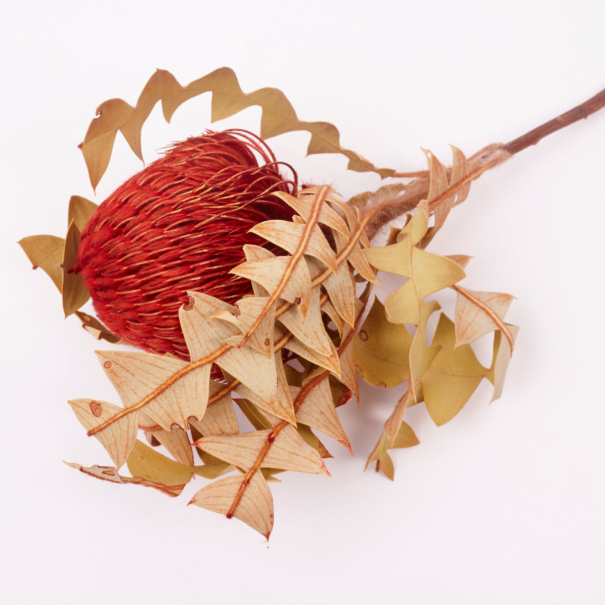 Banksia Baxterii, Extra, Red, Single Stem