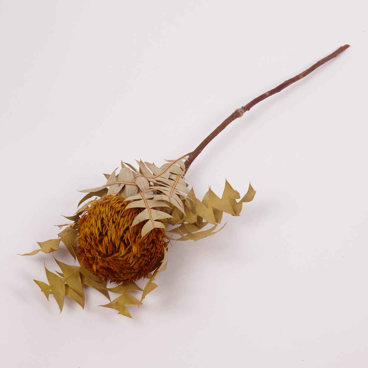 Banksia Baxterii, Extra, Yellow, Single Stem