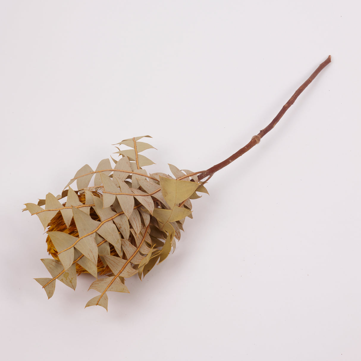 Banksia Baxterii, Extra, Yellow, Single Stem