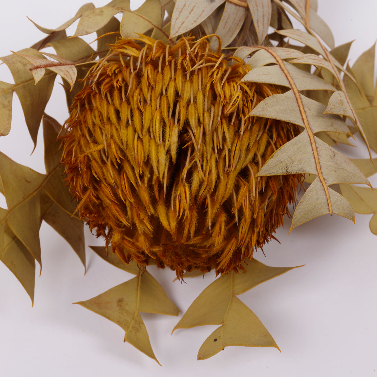 Banksia Baxterii, Extra, Yellow, Single Stem