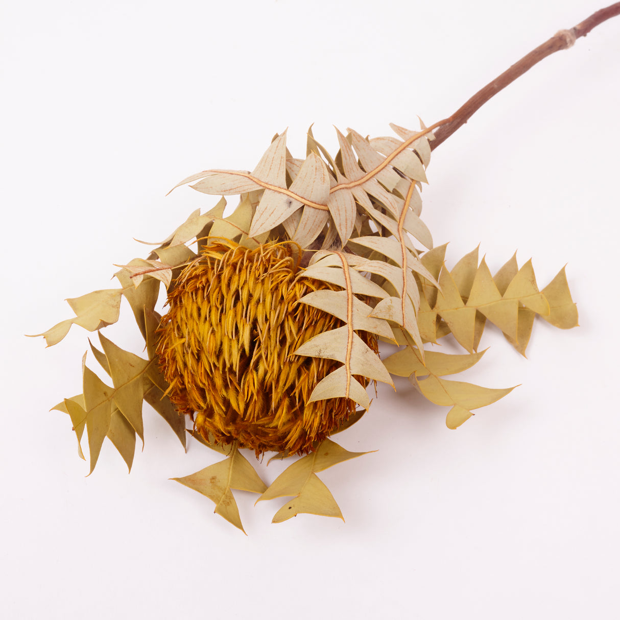 Banksia Baxterii, Extra, Yellow, Single Stem