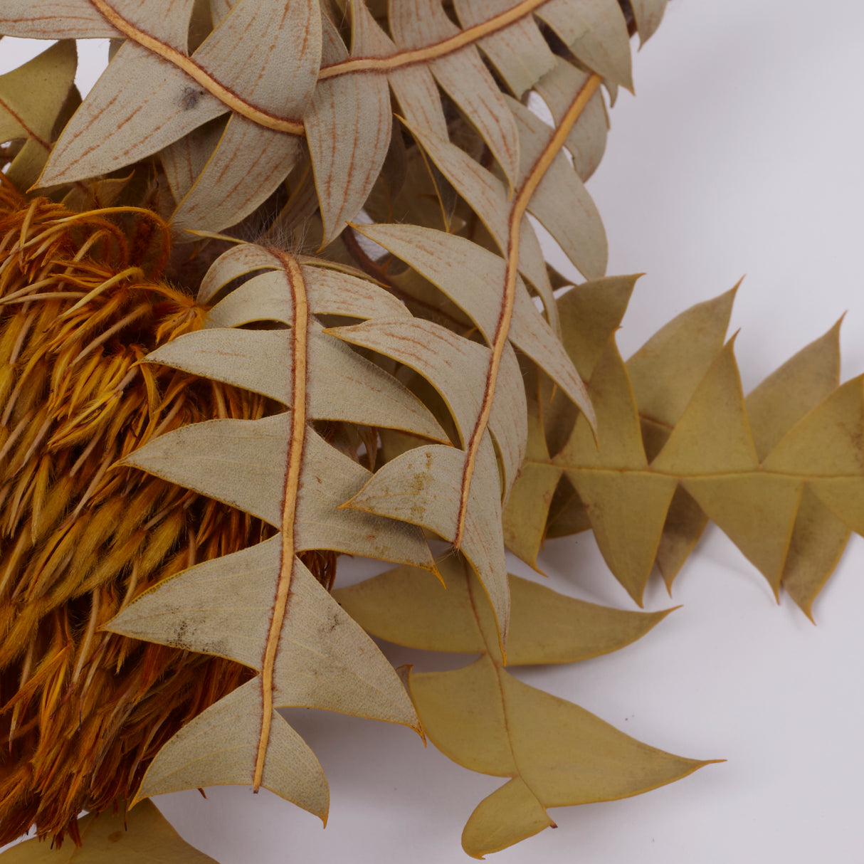 Banksia Baxterii, Extra, Yellow, Single Stem