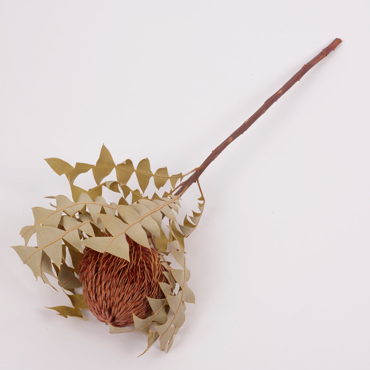 Banksia Baxterii, Extra, Apricot, Single Stem