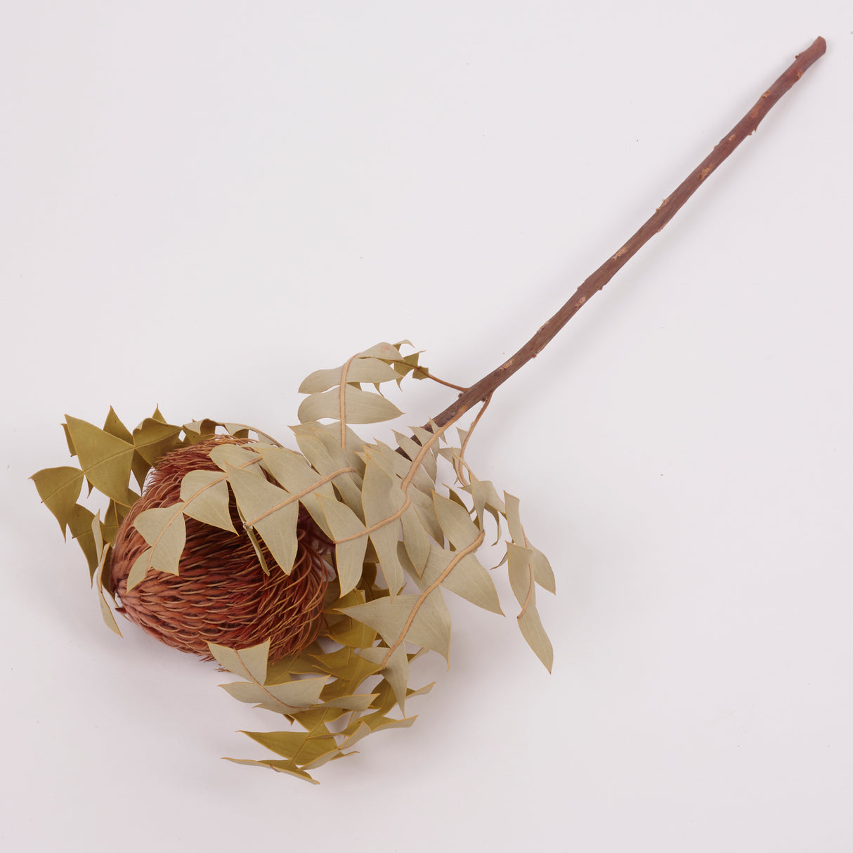 Banksia Baxterii, Extra, Apricot, Single Stem