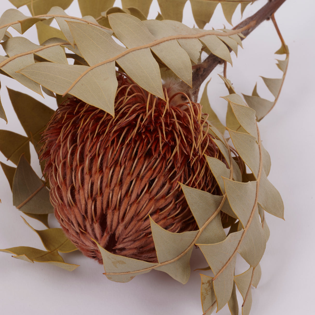 Banksia Baxterii, Extra, Apricot, Single Stem