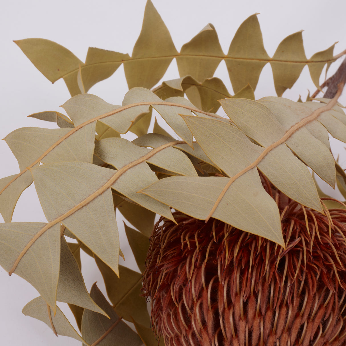 Banksia Baxterii, Extra, Apricot, Single Stem