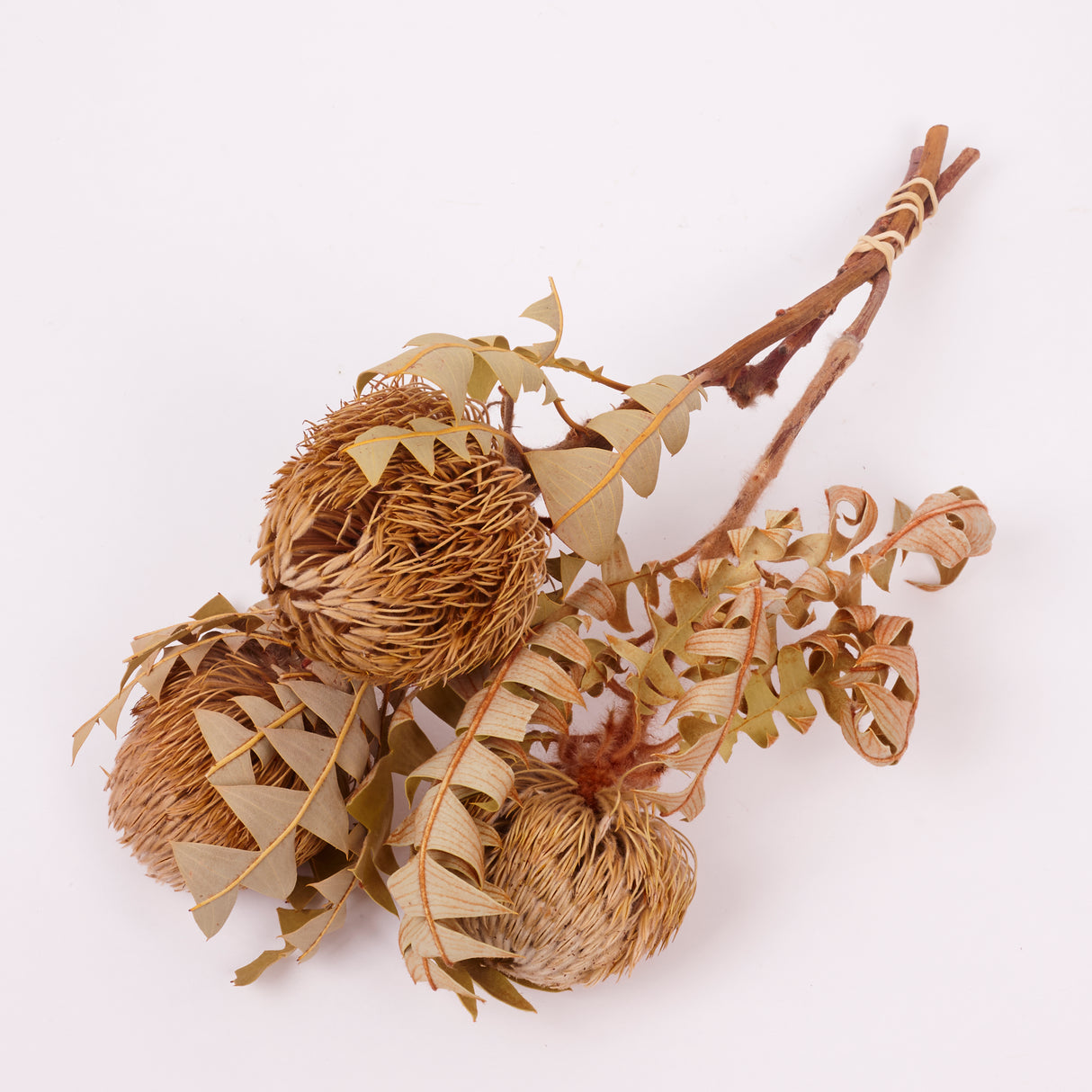 Banksia Baxterii, Extra, Natural, Bunch x 3 stems