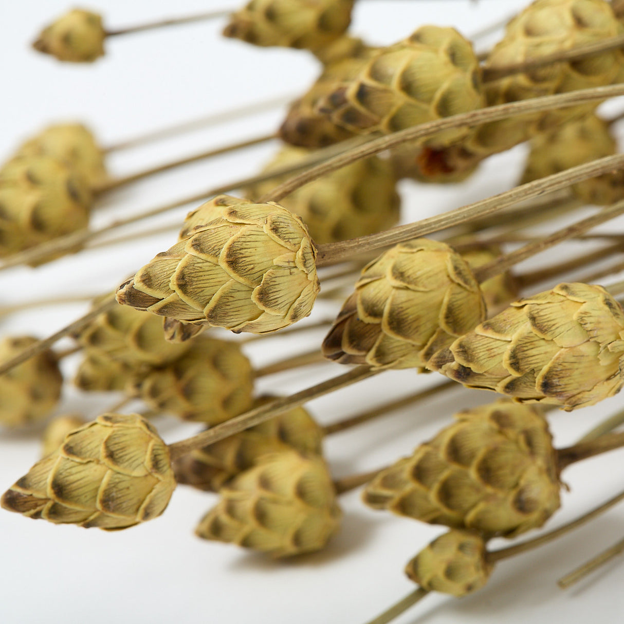 This image shows a bunch of mini artichokes. They are a rich cream, almost yellow, that has brown highlights to the tips of each scale-like outer petal.
