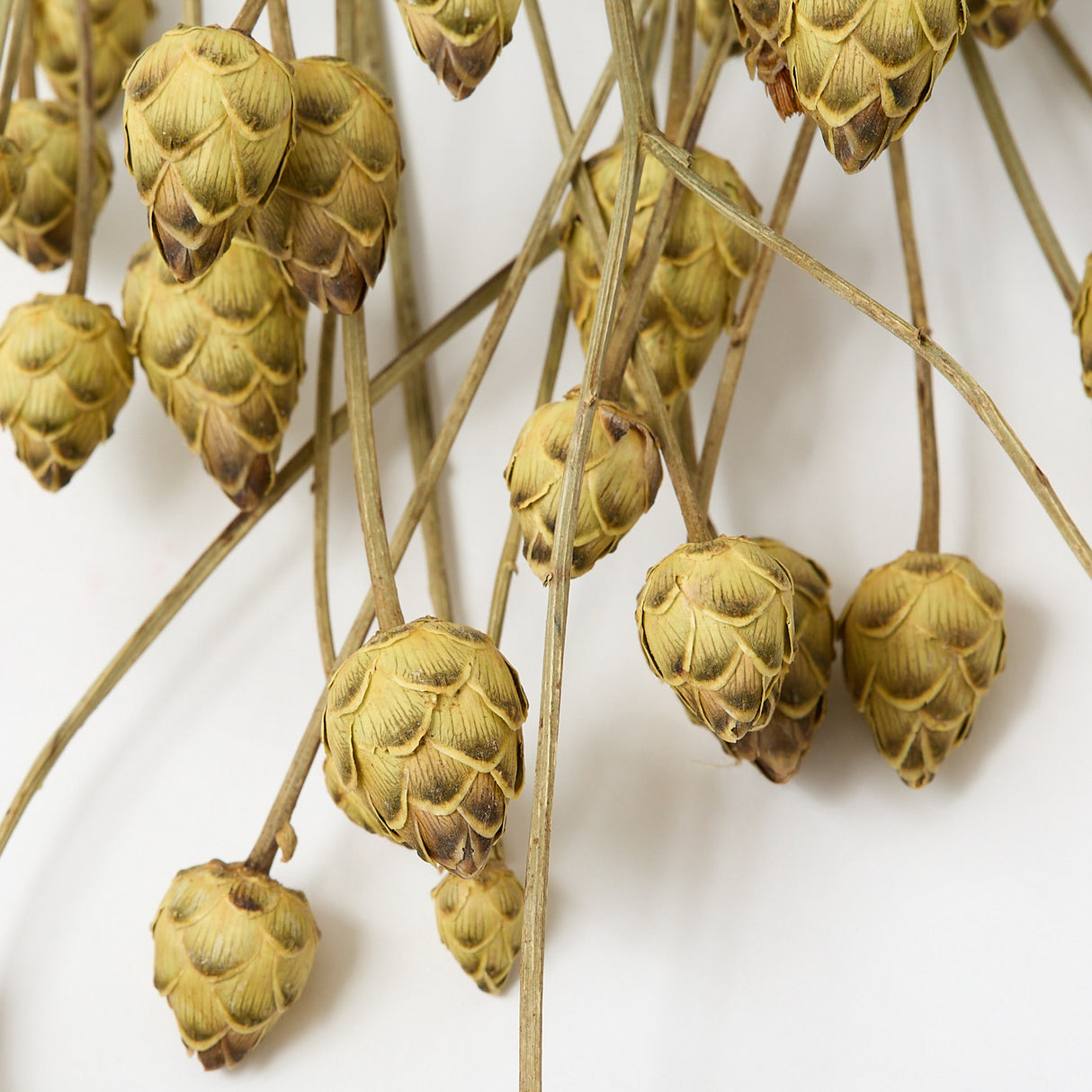 This image shows a bunch of mini artichokes. They are a rich cream, almost yellow, that has brown highlights to the tips of each scale-like outer petal.
