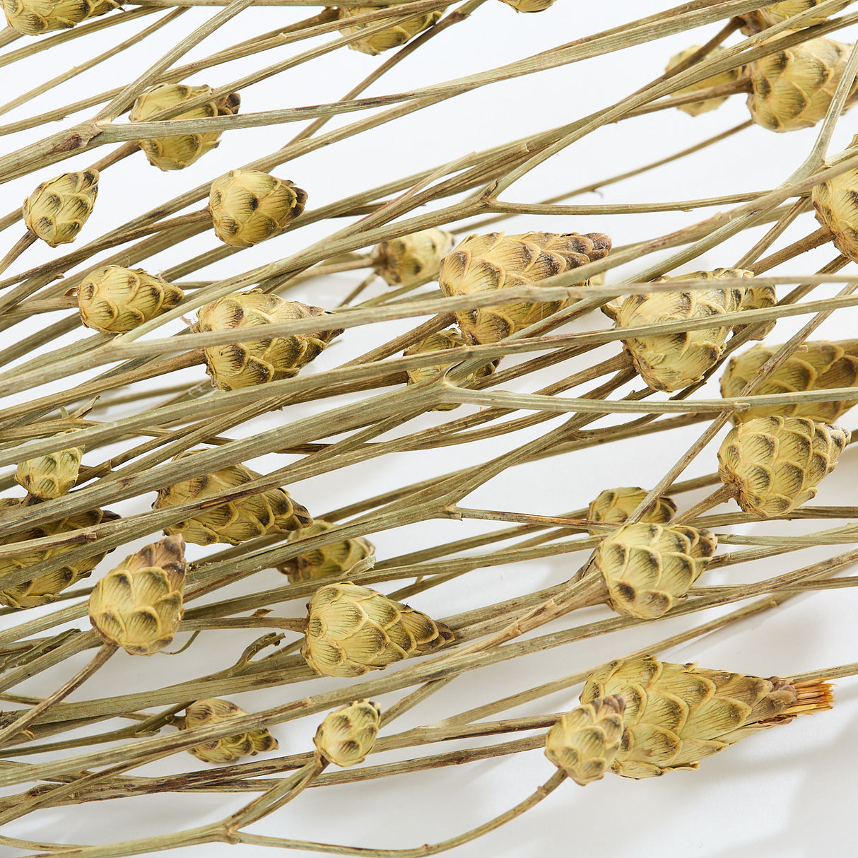 This image shows a bunch of mini artichokes. They are a rich cream, almost yellow, that has brown highlights to the tips of each scale-like outer petal.