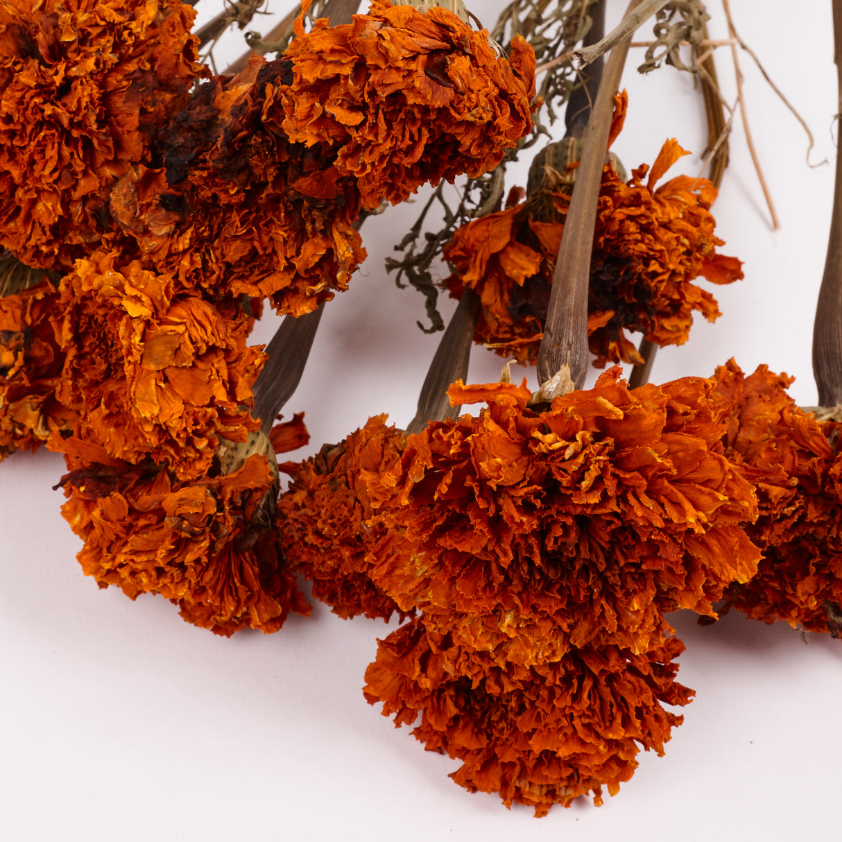Tagetes (Marigold), Natural Orange, Bunch