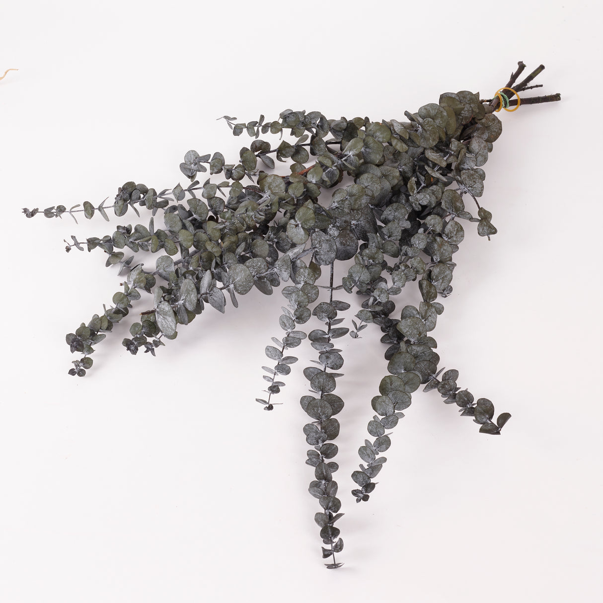 Eucalyptus Baby Blue, Preserved, Dark Green, 150g