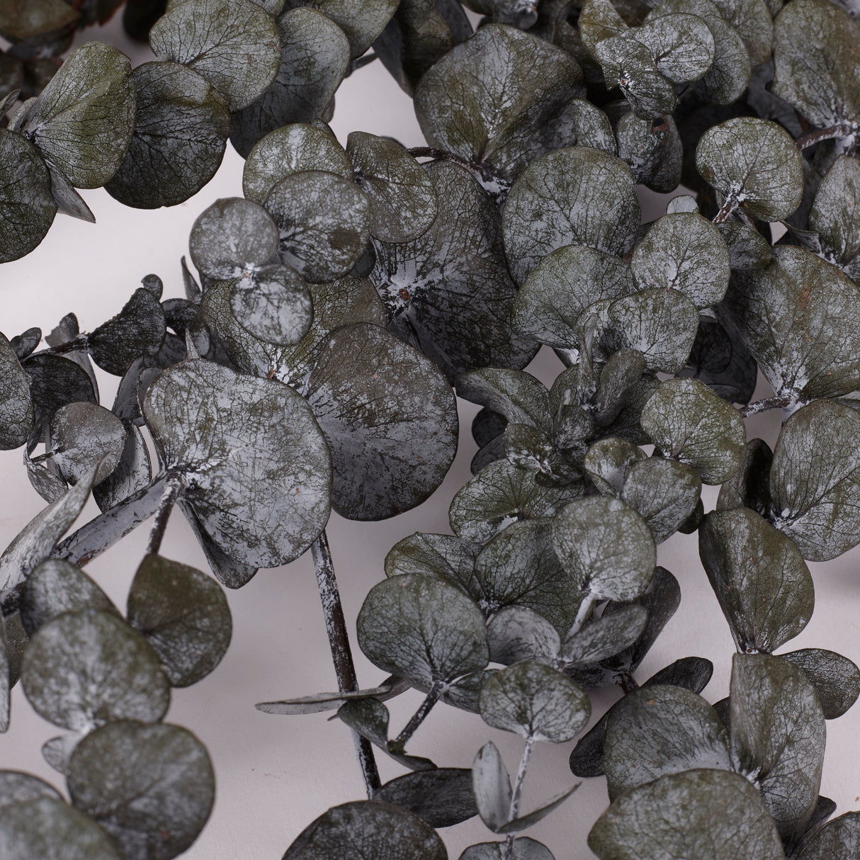 Eucalyptus Baby Blue, Preserved, Dark Green, 150g