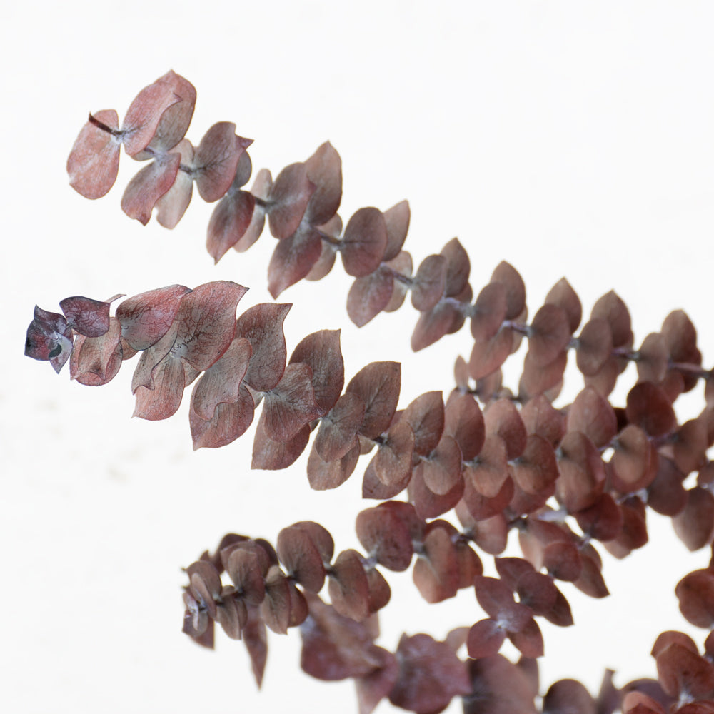 Eucalyptus Baby Blue, Preserved, Red, 150g Bunch