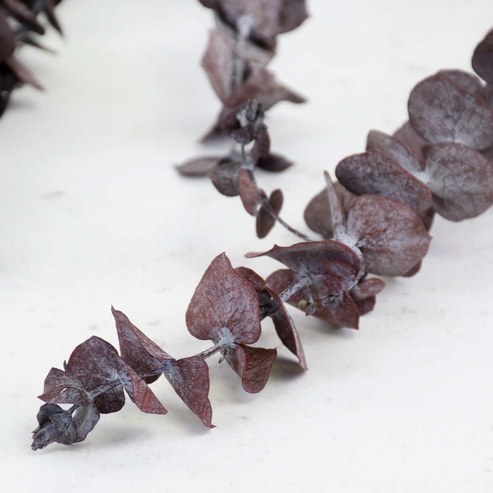 Eucalyptus Baby Blue, Preserved, Red, 150g Bunch